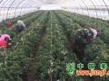 帶繁種子成本增加，海外業務縮減 ()