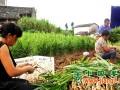 富順：有機(jī)新姜上市，農(nóng)戶喜笑顏開 ()