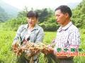 瑤山：仔姜豐收，富農(nóng)家 ()