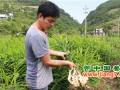 重慶：50畝生姜如何帶來(lái)百萬(wàn)產(chǎn)值 ()