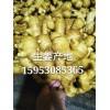 15953085365優質生姜.大黃姜.面姜.小黃姜.鮮姜.