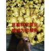 15953085365存姜的朋友鮮姜陸續(xù)上市了