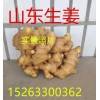 山東大姜批發15263300362