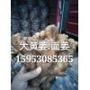 生姜面姜大黃姜小黃姜批發(fā)15953085365