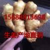 出售山東優(yōu)質(zhì)生姜15688813698