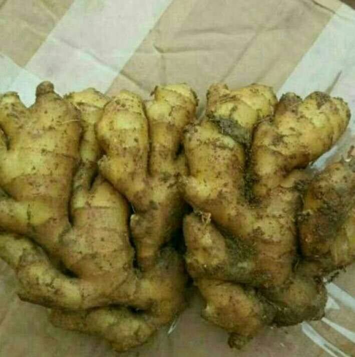 生姜1