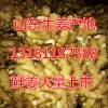 山東生姜批發 大姜小姜小黃姜產地直銷