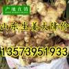山東萬畝生姜上市價(jià)格便宜質(zhì)量好