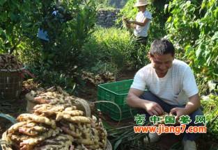 奉節(jié)：生姜喜獲豐收，農(nóng)戶脫貧向小康 ()