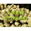 15953085365山東大姜.面姜.小黃姜.姜種.產地直銷