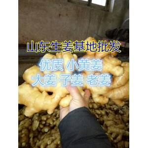 山東生姜 姜種批發(fā)價格 小黃姜