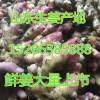 山東優質鮮姜大量上市 姜窖常年供應生姜