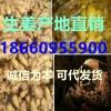 山東生姜產地直銷價格18660955900大小黃姜批發供應