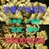 15953085365山東大姜、鮮姜、產地批發