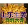山東大姜產(chǎn)地批發(fā)15763383711