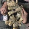 脫毒獅子頭2??號面姜