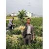 大量新鮮大黃姜出售