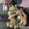 脫毒獅子頭2??號面姜