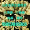 15953085365優(yōu)質(zhì)生姜產(chǎn)地批發(fā)直銷