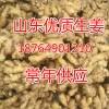 山東優質生姜，大姜批發