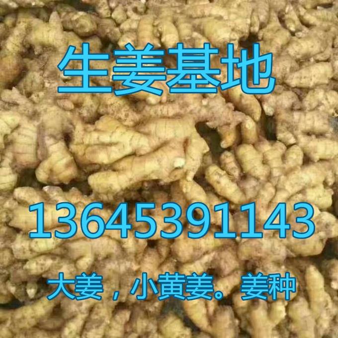 生姜10圖片