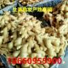 生姜批發(fā) 生姜價(jià)格 生姜產(chǎn)地批發(fā)多少錢一斤