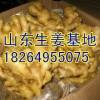 大量批發(fā)山東生姜，面姜，洗姜