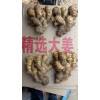 本人大量供應(yīng)姜種