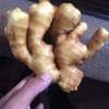 山東姜種批發 生姜大量出售
