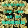 生姜供應(yīng)熱線15953085365