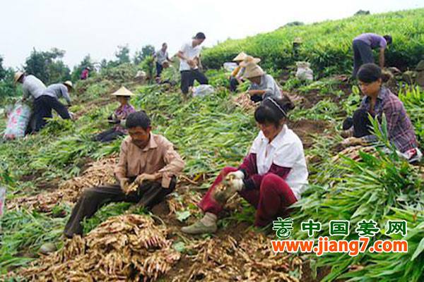 生姜出口趨穩(wěn)，淡季將近 ()
