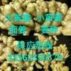 山東大姜批發(fā)13562356378