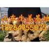 18264955075誠信供應山東優(yōu)質大姜