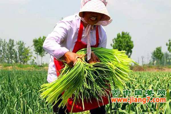 蒜薹觸底反彈 ()