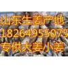 18264955075山東日照供應萬噸優(yōu)質大姜小姜