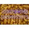 18264955075山東日照供應萬噸優(yōu)質大姜小姜