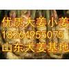 18264955075山東日照供應萬噸優質大姜小姜