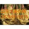 18264955075大量批發山東優質大姜小姜