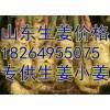 18264955075大量批發山東萬畝優質大姜小姜