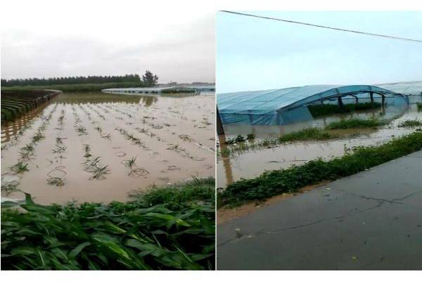 安丘：強降雨過后，大姜受災到底有多嚴重？ ()