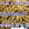 18264955075山東日照萬畝生姜小黃姜大量批發(fā)
