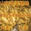 18264955075山東日照萬畝生姜小黃姜大量批發