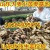 18264955075山東萬畝生姜小黃姜大量批發