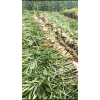 本人大量求購昌邑地區，鮮姜，咸菜姜