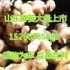 供應山東優質生姜 大姜小姜小黃姜批發