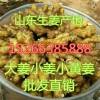 供應大姜 小姜 小黃姜