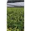 寧陽大姜大面姜種植第一人，有意者前來共謀大姜產(chǎn)業(yè)發(fā)展