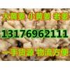 常年供應大黃姜小黃姜老姜