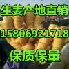 供應生姜，生姜代存，窖口出租。價格便宜