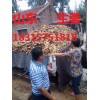 18315751818生姜產(chǎn)地。鮮姜今日批發(fā)價格